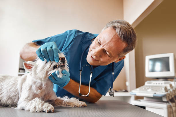  Strongsville, OH Emergency Dentist Pros